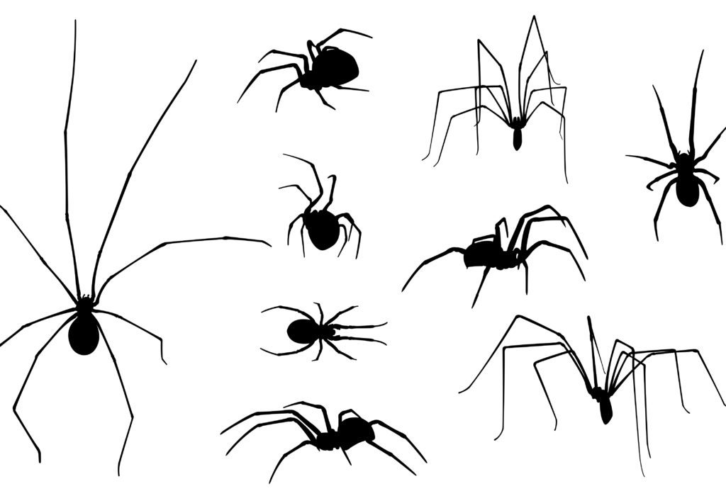 black spiders
